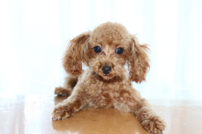 トイプードルアプリコットの子犬オス、生後5ヶ月画像