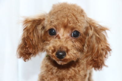 トイプードルアプリコットの子犬オス、生後5ヶ月画像