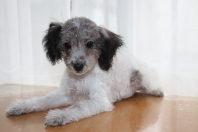トイプードル白黒パーティーカラーの子犬オス、生後5ヶ月画像