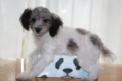 トイプードル白黒パーティーカラーの子犬オス、生後5ヶ月画像