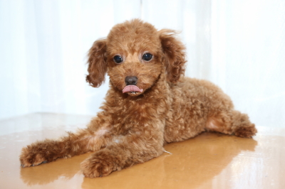 トイプードルレッドの子犬オス、生後100日画像