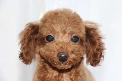 トイプードルレッドの子犬オス、生後100日画像