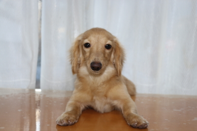 カニンヘンダックスクリームの子犬メス、生後7ヶ月画像