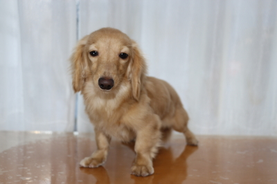 カニンヘンダックスクリームの子犬メス、生後7ヶ月画像