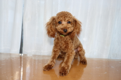 タイニーサイズトイプードルレッドの子犬オス、生後半年画像