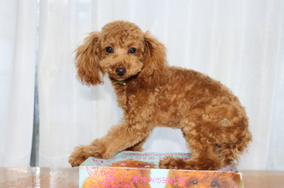 タイニーサイズトイプードルレッドの子犬オス、生後半年画像