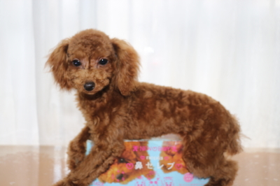 トイプードルレッドの子犬メス、生後半年画像