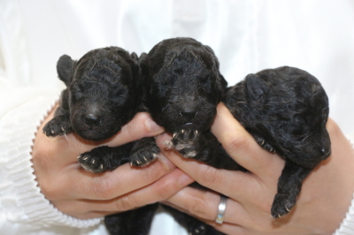 トイプードルシルバーの子犬オス2頭メス1頭、生後1週間画像