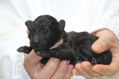 トイプードルシルバーの子犬メス、生後1週間画像