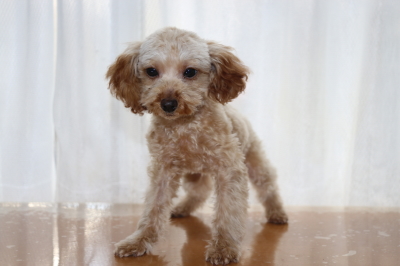 トイプードルアプリコットの子犬メス、生後4ヶ月画像