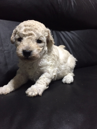 トイプードルホワイトの子犬メス、生後5週間画像