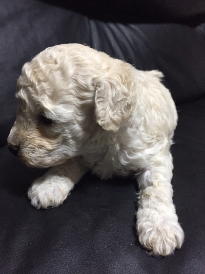 トイプードルホワイトの子犬メス、生後5週間画像
