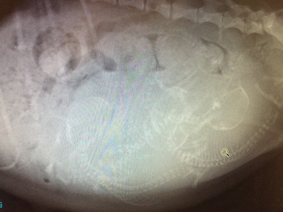トイプードルブラック(黒色)、妊娠犬のレントゲン写真