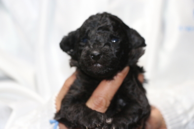 トイプードルシルバーの子犬オス、生後2週間画像