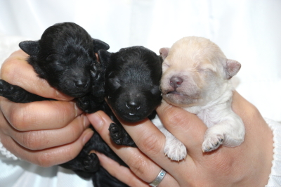 トイプードルの子犬ブラックオス1頭メス1頭ホワイトメス1頭、生後3日画像