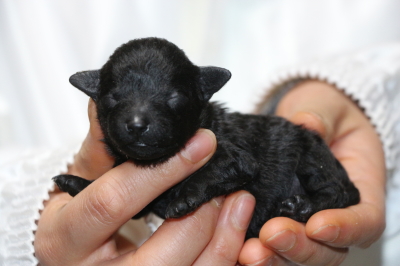 トイプードルブラック(黒色)の子犬オス、生後3日画像