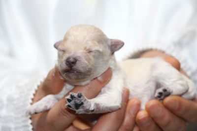 トイプードルホワイト(白色)の子犬メス、生後3日画像