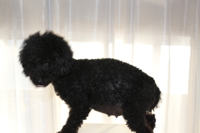 トイプードルブラック(黒色)妊娠犬、出産予定日10日前のお腹画像