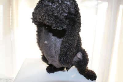 トイプードルブラック(黒色)妊娠犬、出産予定日10日前のお腹画像