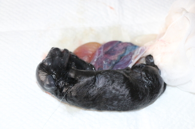 トイプードルブラック(黒色)の出産画像
