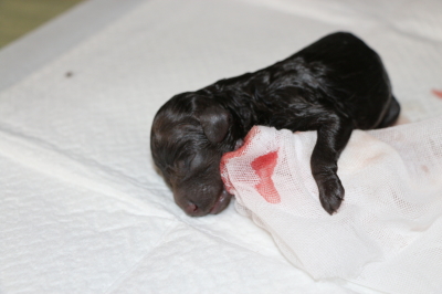 トイプードルブラック(黒色)の出産、ブラウンオスの子犬画像