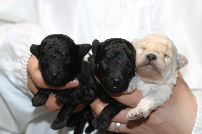 トイプードルの子犬ブラックオス1頭メス1頭ホワイトメス1頭、生後2週間画像