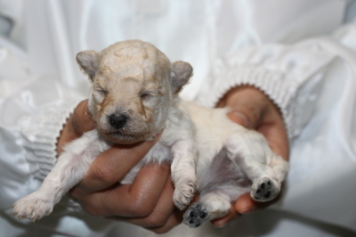 トイプードルホワイト(白色)の子犬メス、生後2週間画像