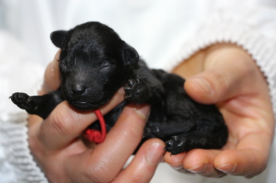 トイプードルブラック(黒色)の子犬メス、生後3日画像