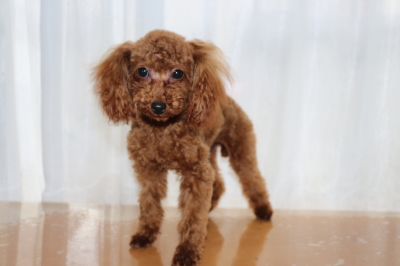 トイプードルレッドの子犬メス、生後7ヶ月画像
