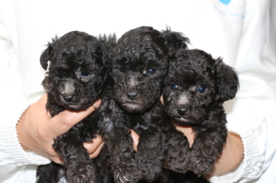 トイプードルシルバーの子犬オス2頭メス1頭、生後5週間画像