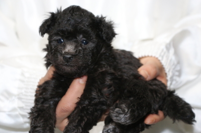トイプードルシルバーの子犬オス、生後5週間画像