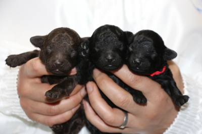 トイプードルの子犬ブラウンオス1頭ブラック(黒色)メス2頭、生後1週間画像