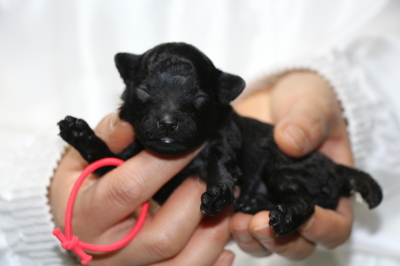 トイプードルブラック(黒色)の子犬メス、生後1週間画像