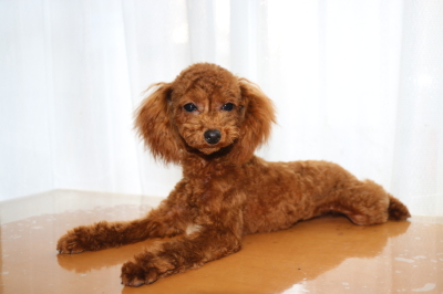 トイプードルレッドの子犬メス、生後7ヶ月画像