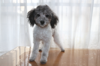 トイプードル白黒パーティーカラーの子犬オス、生後7ヶ月画像