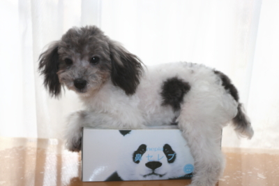 トイプードル白黒パーティーカラーの子犬オス、生後7ヶ月画像
