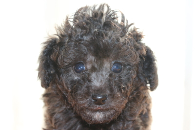 トイプードルシルバーの子犬メス、生後6週間画像