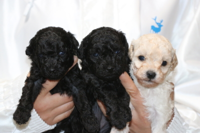 トイプードルの子犬ブラックオス1頭メス1頭ホワイトメス1頭、生後4週間画像