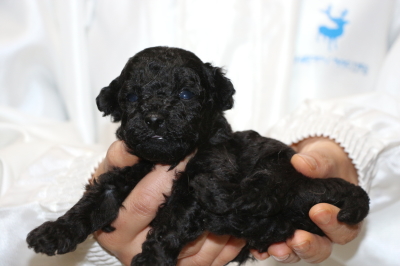 トイプードルブラック(黒色)の子犬オス、生後4週間画像