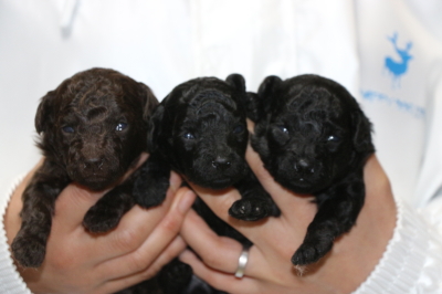 トイプードルの子犬ブラウンオス1頭ブラック(黒色)メス2頭、生後2週間画像