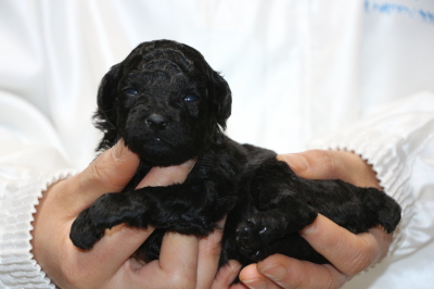 トイプードルブラック(黒色)の子犬メス、生後2週間画像