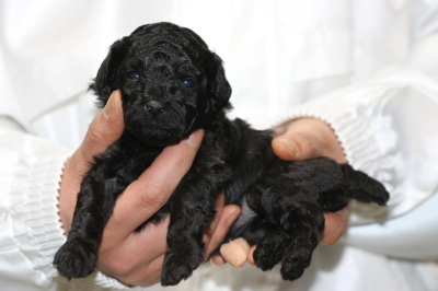 トイプードルブラック(黒色)の子犬メス、生後3週間画像