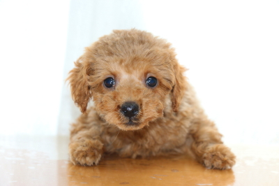 ティーカッププードルレッドの子犬オス、生後70日画像