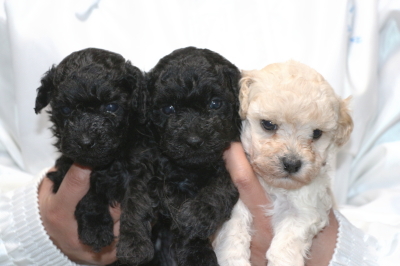 トイプードルの子犬ブラックオス1頭メス1頭ホワイトメス1頭、生後5週間画像