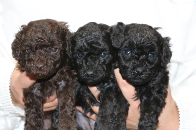 トイプードルの子犬ブラウンオス1頭ブラック(黒色)メス2頭、生後4週間画像