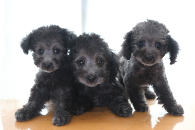 トイプードルシルバーの子犬オス2頭メス1頭、生後2ヶ月画像