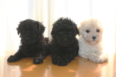 トイプードルの子犬ブラックオス1頭メス1頭ホワイトメス1頭、生後6週間画像
