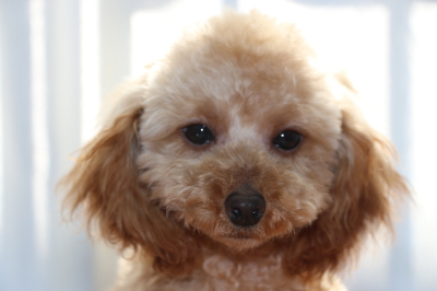 トイプードルアプリコットの子犬メス、生後半年画像
