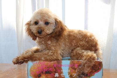 トイプードルアプリコットの子犬メス、生後半年画像