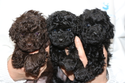 トイプードルの子犬ブラウンオス1頭ブラック(黒色)メス2頭、生後5週間画像